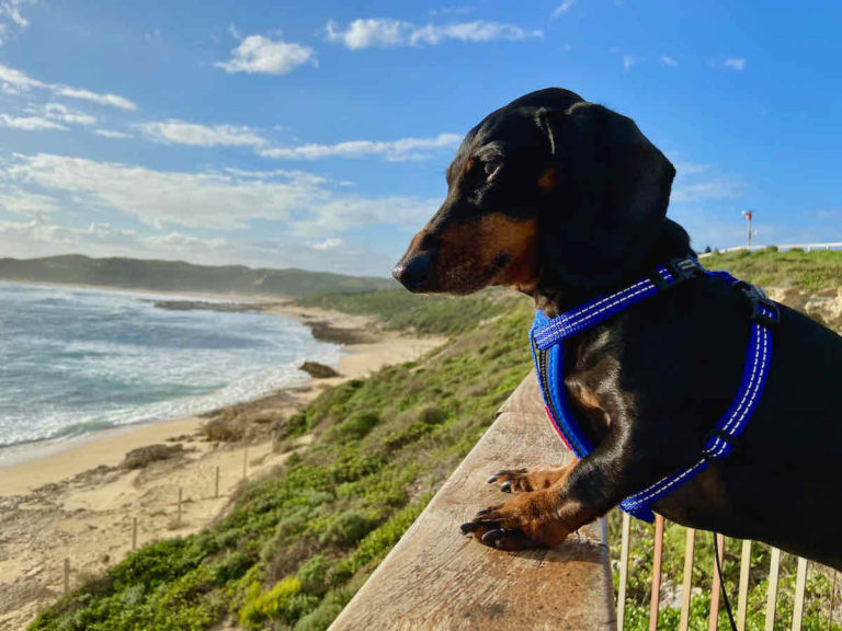 Dog-Friendly Beaches